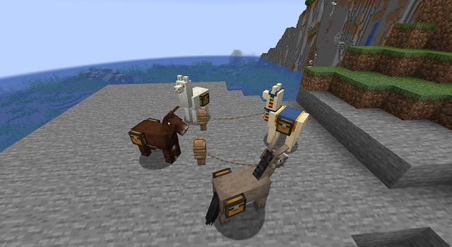 గాడిదలు, గాడిదలు, లామాలు మరియు వ్యాపారి లామాలు